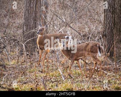 Gros plan des deers au parc et centre de la nature Ernie Miller à Olathe, Kansas, États-Unis Banque D'Images