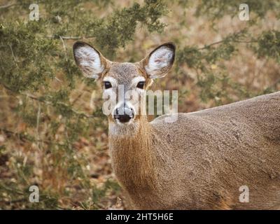 Gros plan sur le cerf de Virginie au parc et centre de la nature Ernie Miller à Olathe, Kansas, États-Unis Banque D'Images