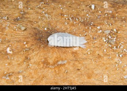 Isopodes parasites ou souris à poisson (Anilocra sp.), trouvés au dos d'un rayon engourdi (Hypnos monopterygium). Nouvelle-Galles du Sud, Australie Banque D'Images