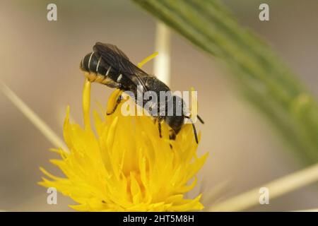 Gros plan d'une petite abeille en résine blindée crénelée, Heriades crenulatus, sur un chardon jaune, Centaurea solstiliatis, dans le sud de la France Banque D'Images