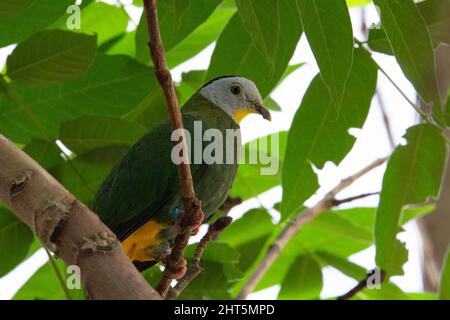 Une colombe de fruits à naped noir (Ptilinopus melanospila) perchée dans un arbre avec de grandes feuilles vertes en arrière-plan Banque D'Images