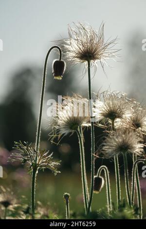 Graines de plumes de la fleur de Pasque au printemps, gros plan, Pulsatilla vulgaris Banque D'Images