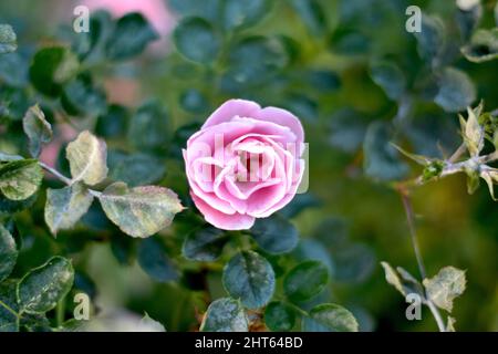 Photo sélective d'une rose rose. Banque D'Images