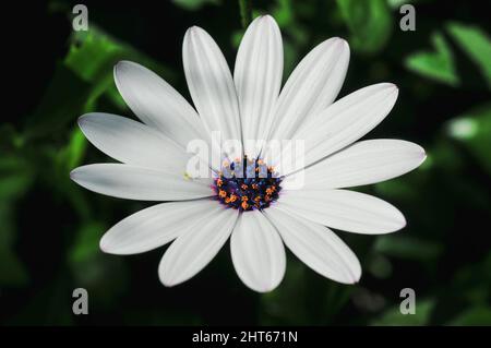 Photo macro de Marguerite africaine blanche avec centre bleu et pollen orange sur fond flou Banque D'Images