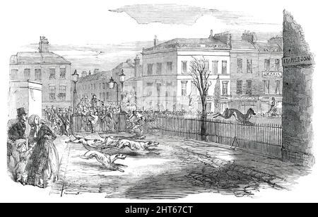 Stag Hunt sur la Nouvelle route le mardi 1850. '...les habitants de Camden Town [à Londres] ont été étonnés par la vue inhabituelle d'un cerf fin, ou cerf rouge, fonctionnant à pleine vitesse... avec cinq hounds en plein cri à ses talons...[le cerf] a fait un boulon à la porte de fer, En traversant Mabledon-place dans Burton-croissant... et terrifié par le nombre de véhicules passant par la Nouvelle route, il s'est enfermé à la porte devant la maison de Messrs. Prior's grille manufacture, d'où, vu la porte du magasin ouverte, il a osé dans la maison, et était rapidement sécurisé. L'étrange scène a attiré certains t Banque D'Images