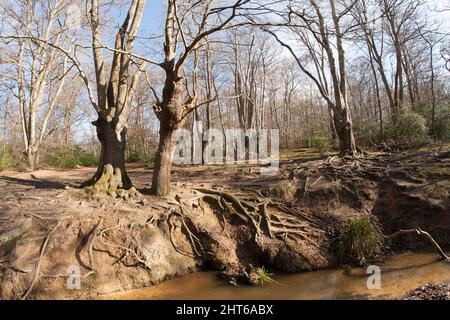 Loughton Brook Epping Forest Essex Angleterre Royaume-Uni Banque D'Images