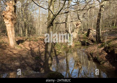 Loughton Brook Epping Forest Essex Angleterre Royaume-Uni Banque D'Images