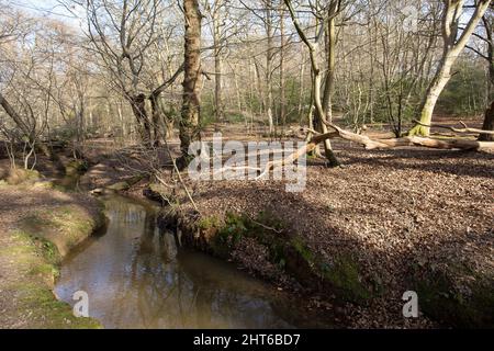 Loughton Brook Epping Forest Essex Angleterre Royaume-Uni Banque D'Images