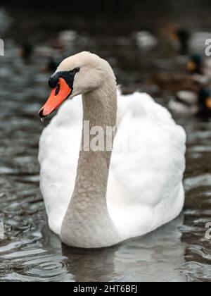 Un gros plan d'un cygne solitaire nageant dans un lac rempli de canards Banque D'Images