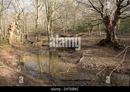 Loughton Brook Epping Forest Essex Angleterre Royaume-Uni Banque D'Images