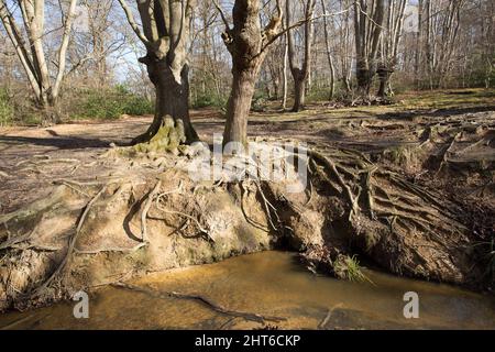 Loughton Brook Epping Forest Essex Angleterre Royaume-Uni Banque D'Images