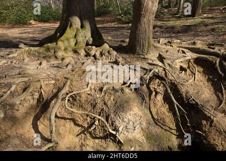 Loughton Brook Epping Forest Essex Angleterre Royaume-Uni Banque D'Images