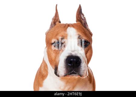 chien american staffordshire terrier couleur marron fermé isolé sur fond blanc. Photo de haute qualité Banque D'Images