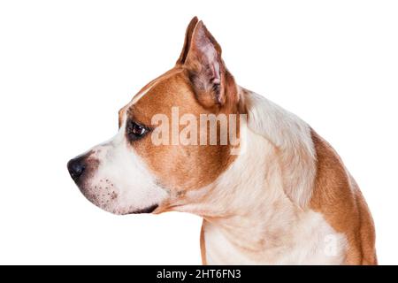 chien race american staffordshire terrier couleur brune regardant latéralement isolé sur fond blanc. Photo de haute qualité Banque D'Images