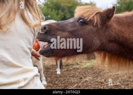 petite fille nourrissant le cheval poney avec la pomme dans le club équestre Banque D'Images