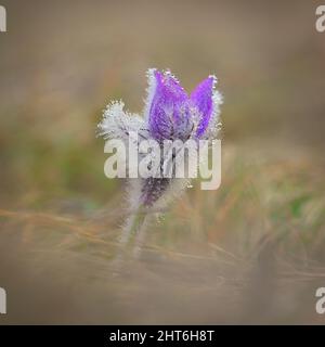 Belle petite fleur pourpre au printemps. Magnifique fond de nature pour le printemps sur la prairie. Fleur de Pasqueflower (Pulsatilla grandis) Banque D'Images