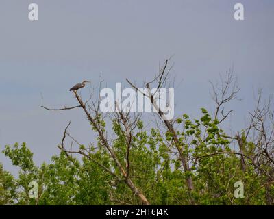 Photo sous angle d'un oiseau heron perché sur le sommet de l'arbre contre le ciel bleu en une journée ensoleillée Banque D'Images