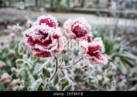 Gros plan de roses rouges recouvertes de neige sur fond flou Banque D'Images