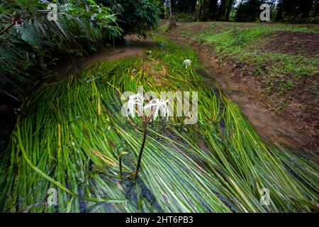 Le crinum thaianum (plante d'oignon thaïlandais, oignon d'eau, plante d'oignon) est une espèce en voie de disparition de plante florale de la famille des amaryllidaceae, endémique à la Banque D'Images