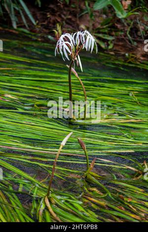 Le crinum thaianum (plante d'oignon thaïlandais, oignon d'eau, plante d'oignon) est une espèce en voie de disparition de plante florale de la famille des amaryllidaceae, endémique à la Banque D'Images