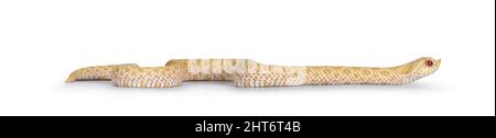 Jeunes albinos hognose serpent déplacement de côtés. Isolé sur un fond blanc. Banque D'Images