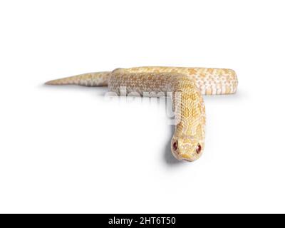 Vue de face du jeune serpent bogneux albinos se déplaçant sur le bord. Isolé sur un fond blanc. Banque D'Images