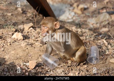 singe assis sur la montagne avec des ordures en plastique. Banque D'Images