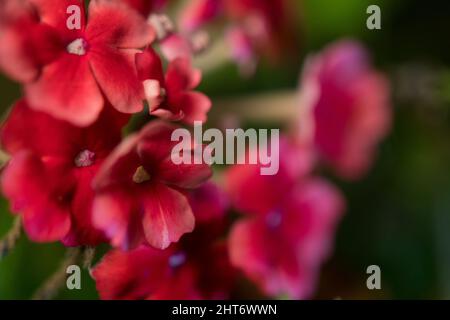 Groupe de petites fleurs rouges Banque D'Images