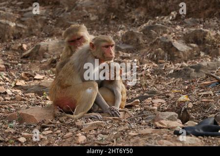 singe femelle qui nourrit son bébé. Banque D'Images