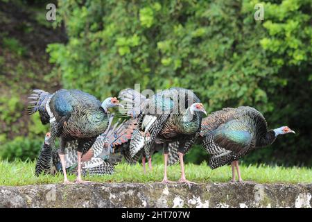 Ocellated Turquie (Meleagris ocellata) Banque D'Images