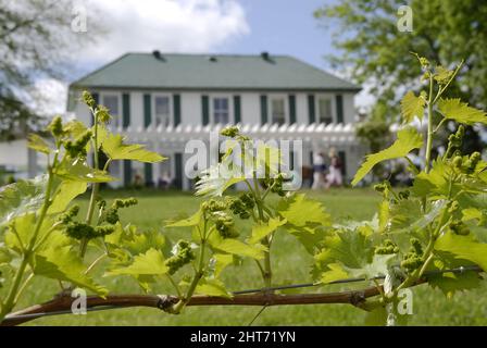 Gros plan d'un vignoble Defiance Ridge à Defiance, Missouri, États-Unis Banque D'Images