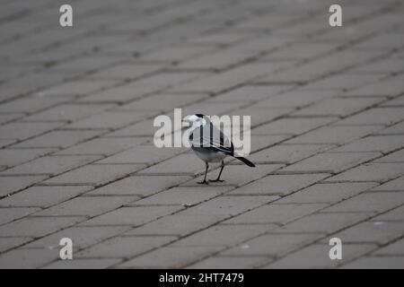 Un oiseau de queue de cheval blanc perché sur le sol de la rue Banque D'Images