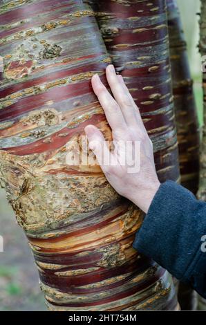 Écorce de bouleau cerisier écorce de papier cerisier Prunus serrula gros plan avec la main touchant le tronc en vue sélective Banque D'Images