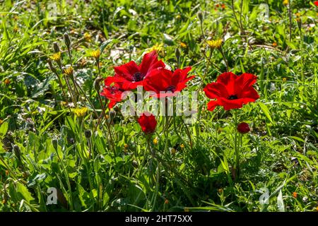 Des fleurs d'anémone rouges se rapproissent au printemps. Désert du Néguev. Israël Banque D'Images