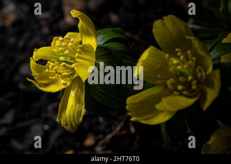 Fleurs en forme de coupe jaune d'un hyemalis d'Eranthis, l'aconite d'hiver dans un cadre boisé naturel, avec une faible profondeur de champ. Banque D'Images