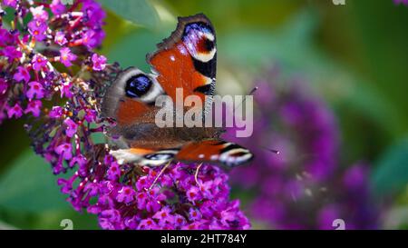 Papillon paon sur arbre aux papillons Banque D'Images