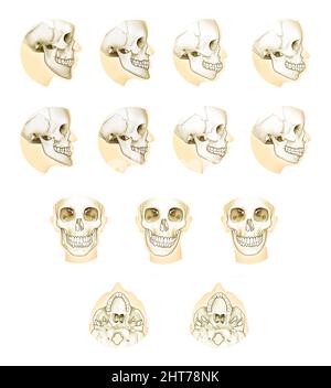 Illustration réaliste de l'anatomie de chirurgie orthodontique à double mâchoire Banque D'Images