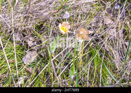 l'anémone enneigée s'est estompée. Pétales de fleurs blanches avec mise au point sélective Banque D'Images