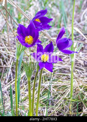 un buisson de fleurs de pasqueflower pourpres avec une partie centrale de jaune vif, attirent les pollinisateurs d'insectes dans les rayons du soleil de printemps brillant, sélectif Banque D'Images