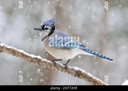 Un geai Cyanocitta cristata bleu perçant sur une branche lors d'une tempête de neige hivernale Banque D'Images