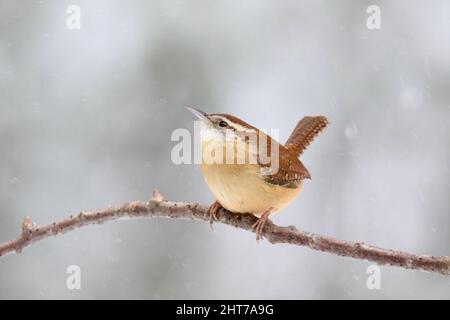 Little Carolina wren Thryothorus ludovicianus perching sur une branche dans une tempête de neige hivernale Banque D'Images