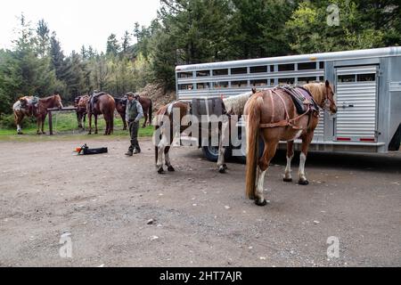 Parc national de Yellowstone, Wyomong, États-Unis, mai 26, 2021: garde-parc de préparer leurs chevaux afin qu'ils puissent faire l'entretien sur le sentier Hellroaring, ho Banque D'Images