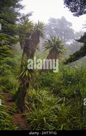 Spectaculaire chou de montagne (Cordyline indivisa) un matin brumeux dans la forêt alpine du Mont Ruapehu, Île du Nord, Nouvelle-Zélande Banque D'Images