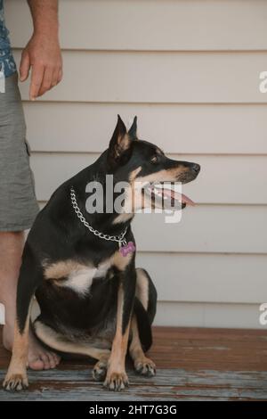 Gros plan d'un chien noir assis sur le sol Banque D'Images
