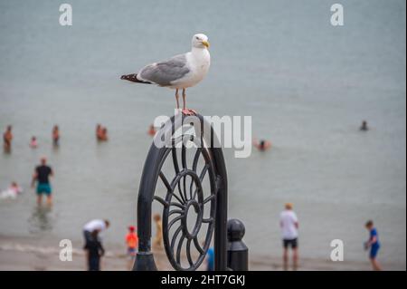 Un mouette perchée sur un lampadaire en forme d'ammonite sur le front de mer à Lyme Regis, Dorset, Angleterre au Royaume-Uni à l'été 2021 Banque D'Images