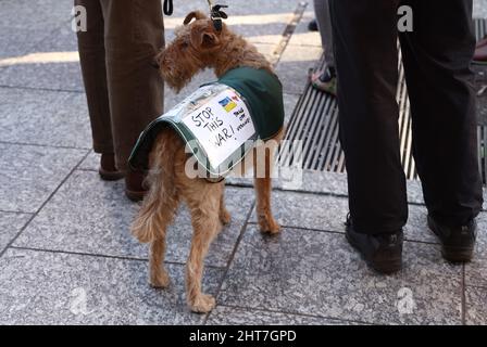 Nottingham, Nottinghamshire, Royaume-Uni. 27th février 2022. Un chien assiste à une veillée avec ses propriétaires après que le président russe Vladimir Poutine ait ordonné l'invasion de l'Ukraine. Des centaines de personnes se sont rassemblées sur la place du Vieux marché pour montrer leur soutien au peuple ukrainien. Credit Darren Staples/Alay Live News. Banque D'Images