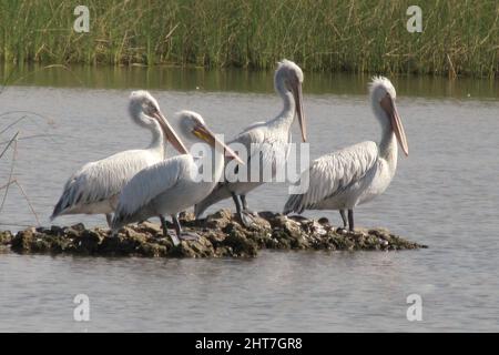 Troupeau de grands pélicans blancs perchés au bord du lac Banque D'Images