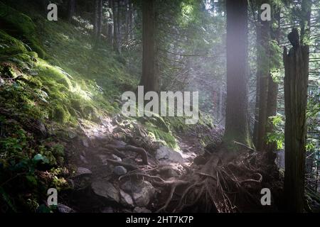 La lumière traverse la canopée de la forêt le long d'un chemin rocheux Banque D'Images