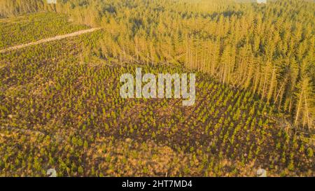 Vue aérienne de la forêt de conifères replantée et des arbres soufflés par le vent Banque D'Images