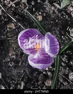 Fleur de crocus simple violet et blanc et feuillage au printemps par le dessus Banque D'Images